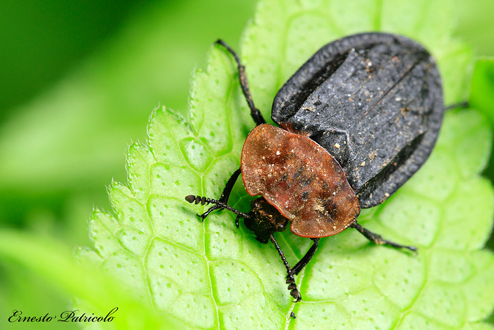 Oiceoptoma thoracica